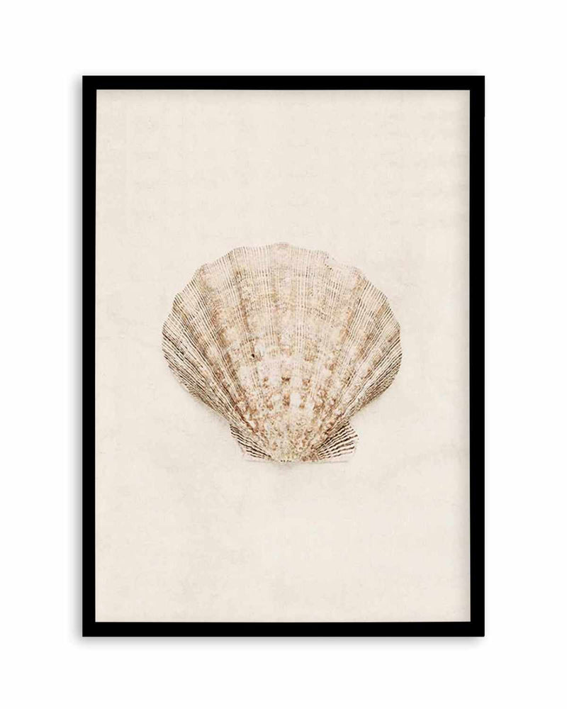 Scallop Seashell Wall Art, Canvas Prints, Framed Prints, Wall