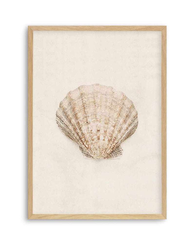 Little Seashell I Art Print