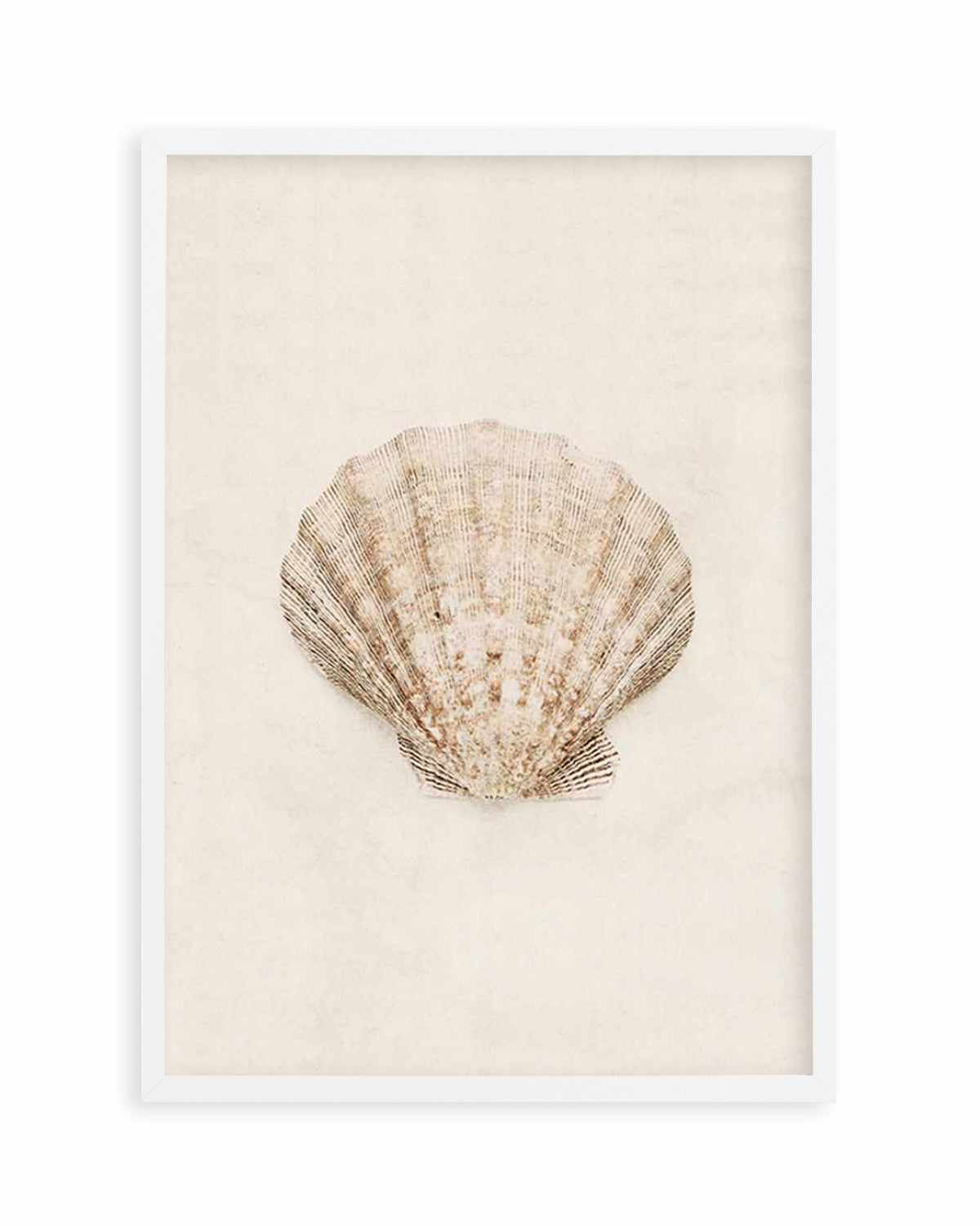 Little Seashell I Art Print