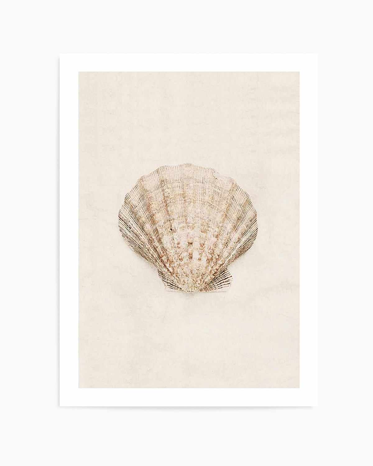 Little Seashell I Art Print