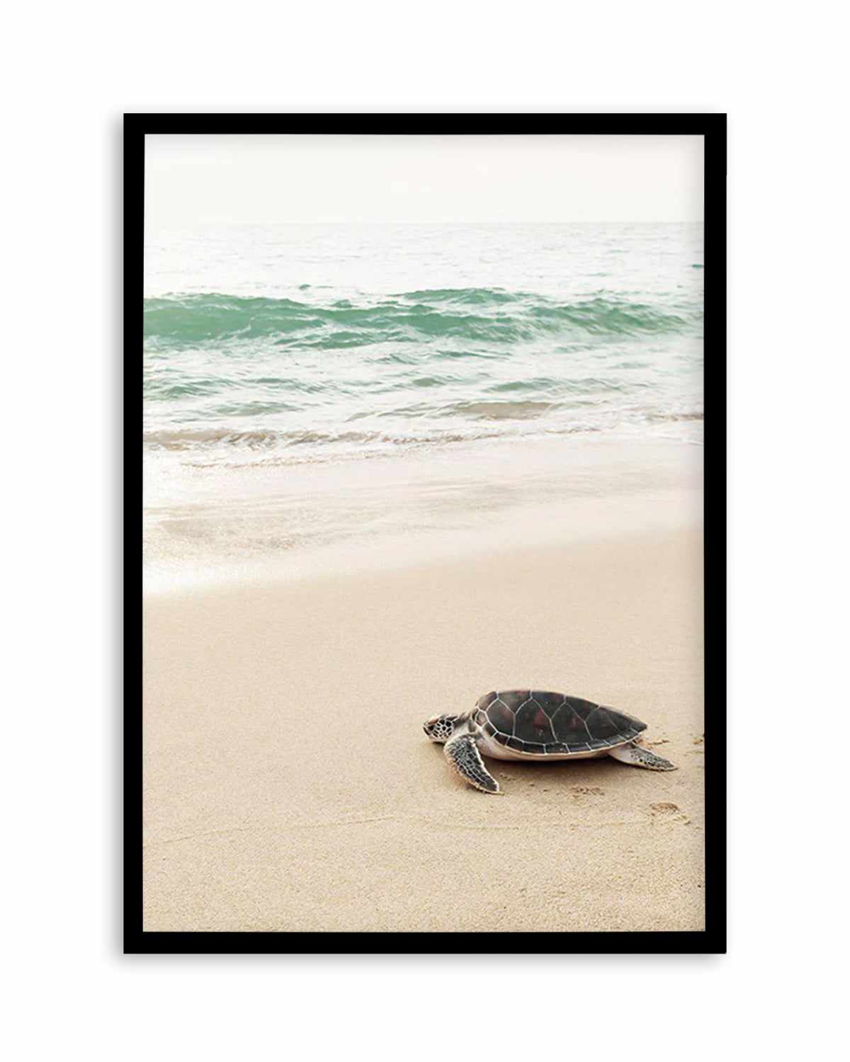 Little Turtle II Art Print