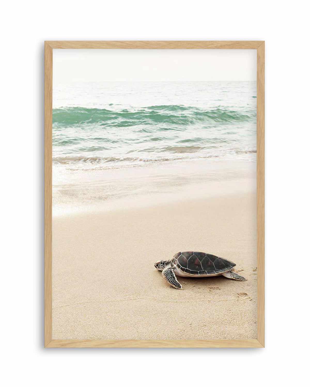 Little Turtle II Art Print