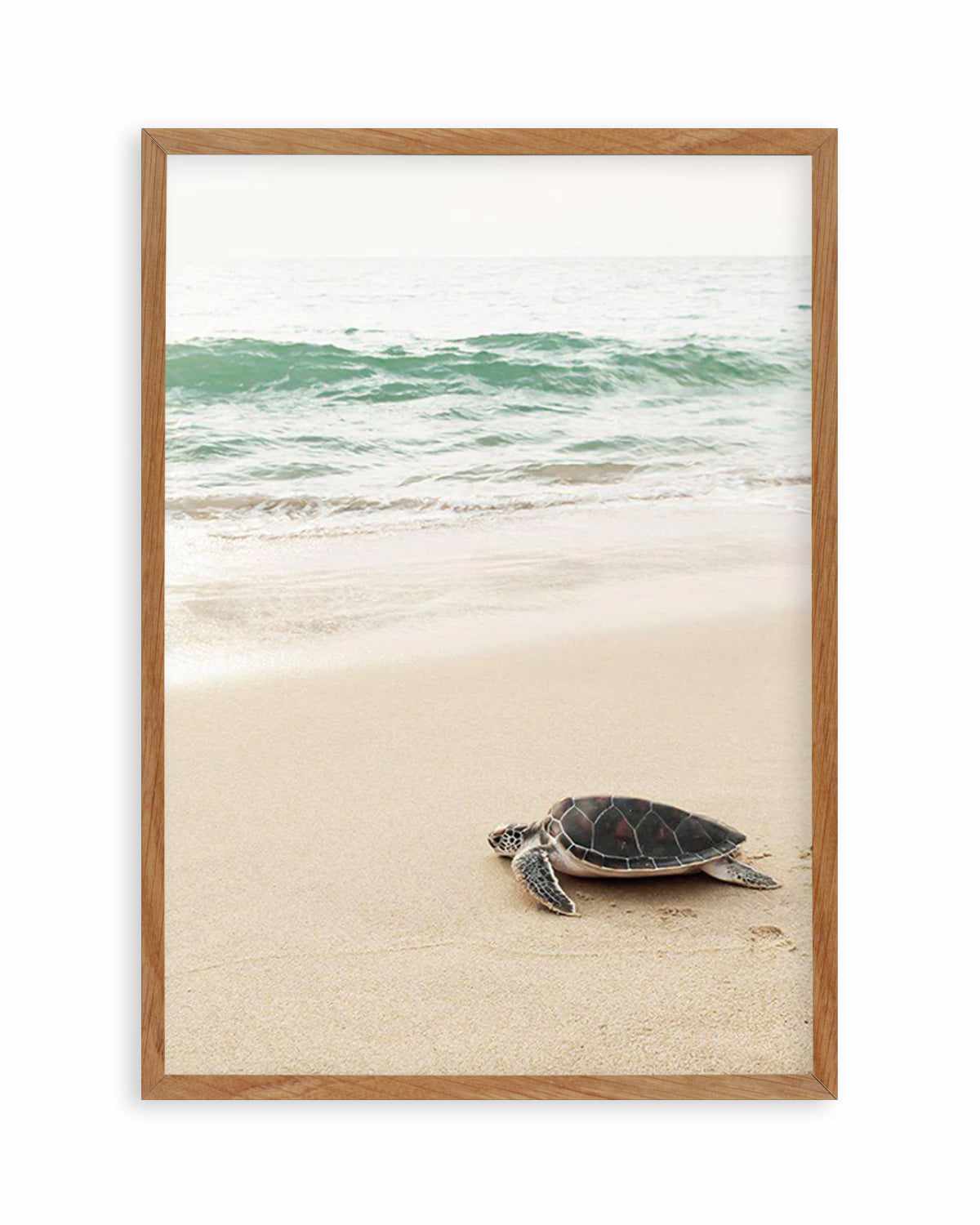 Little Turtle II Art Print