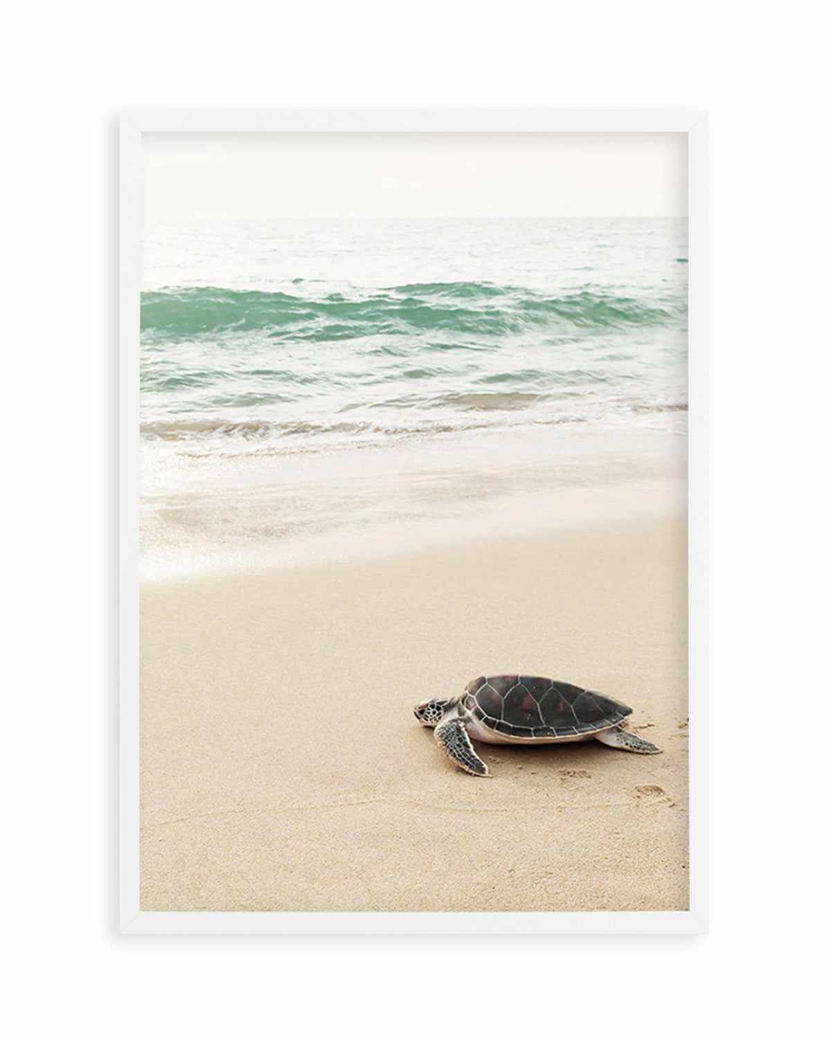 Little Turtle II Art Print