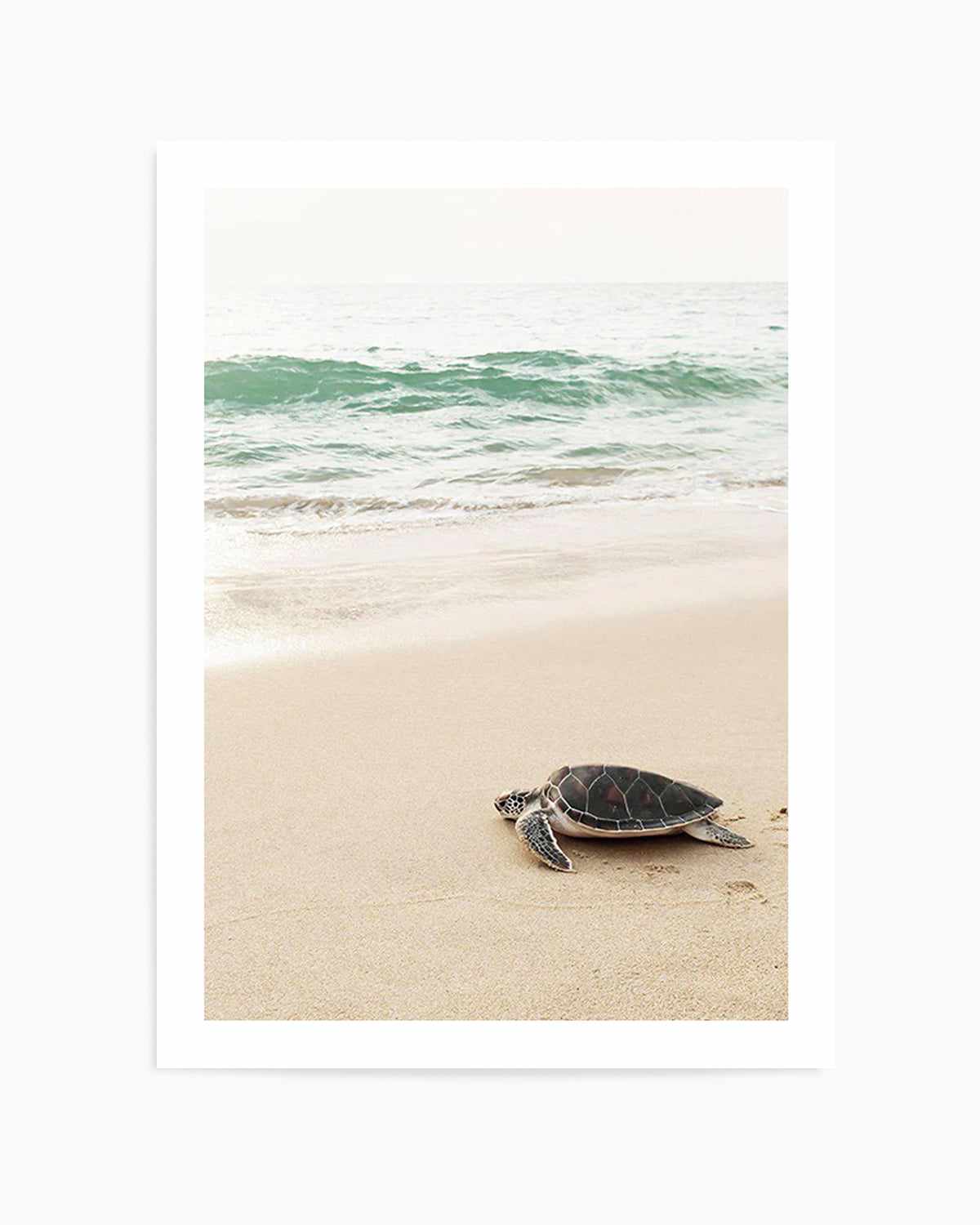 Little Turtle II Art Print