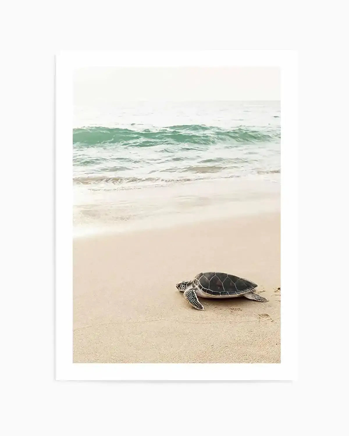 Little Turtle II Art Print from Olive et Oriel where you can shop wallpaper and artworks online
