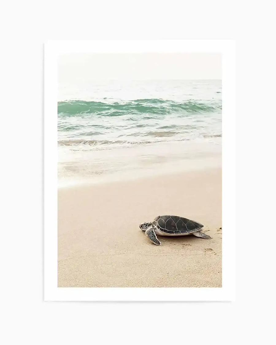 Little Turtle II Art Print from Olive et Oriel where you can shop wallpaper and artworks online
