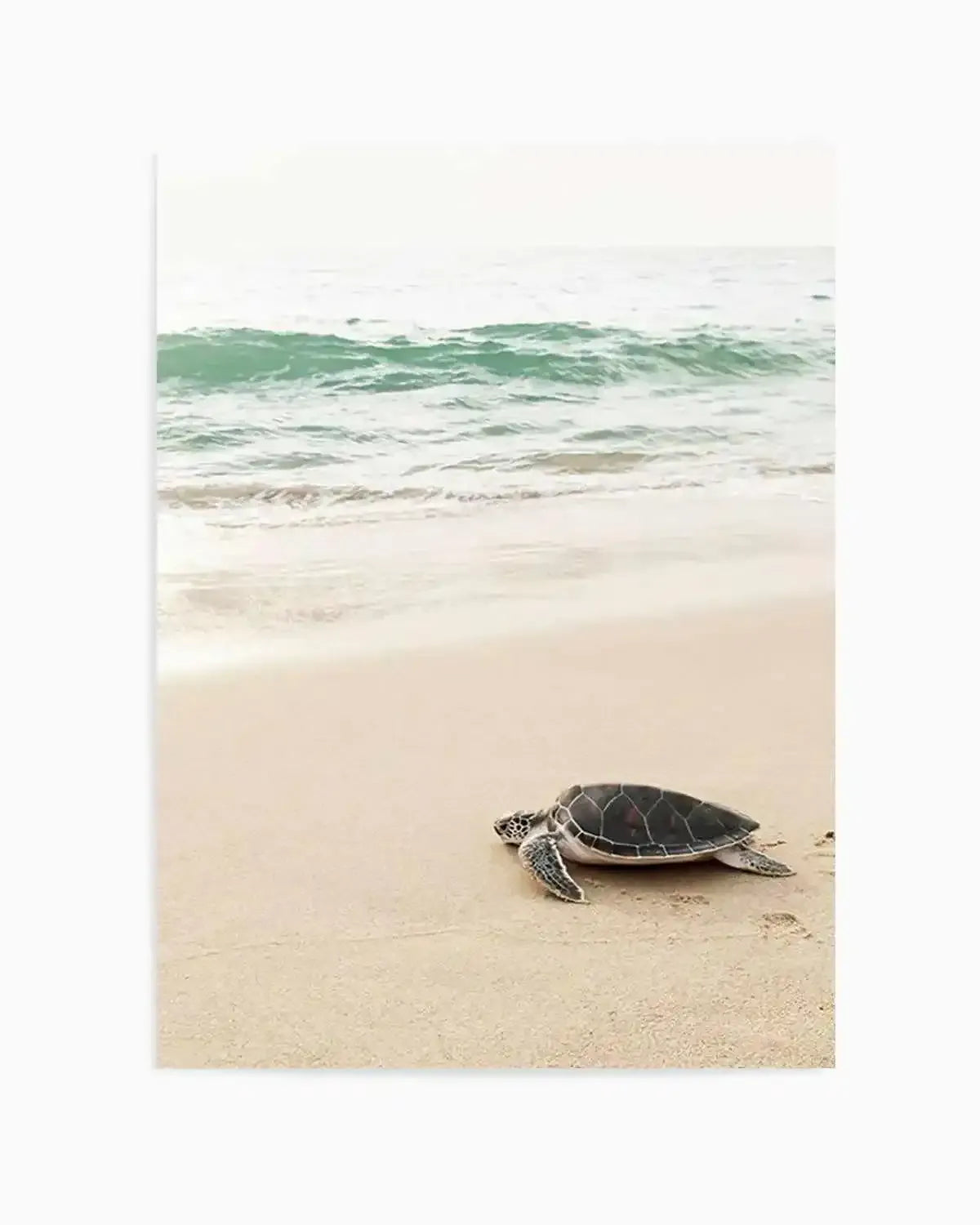Little Turtle II Art Print from Olive et Oriel where you can shop wallpaper and artworks online