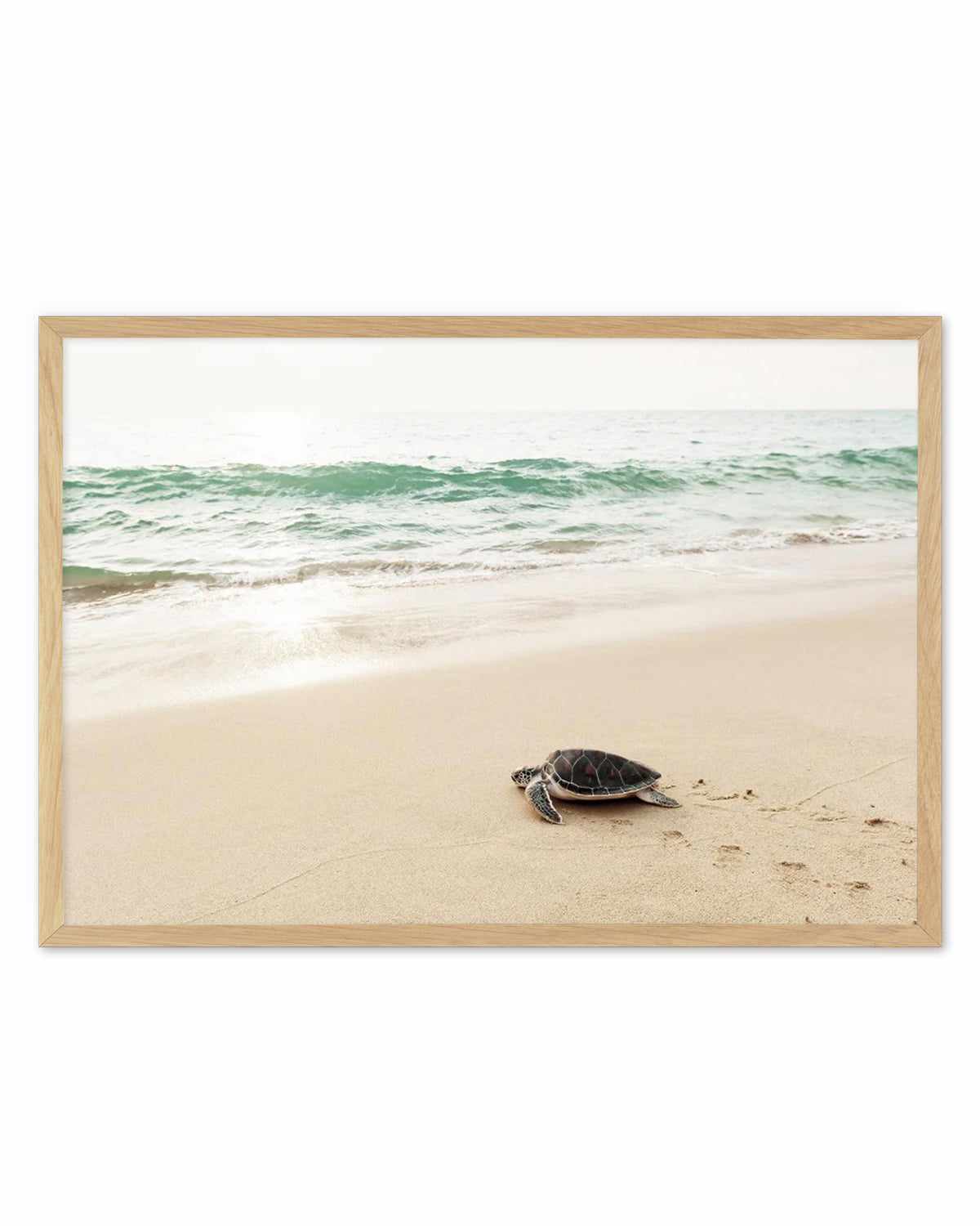 Little Turtle III Art Print