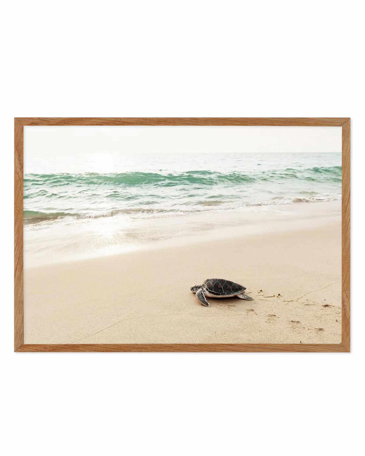 Little Turtle III Art Print