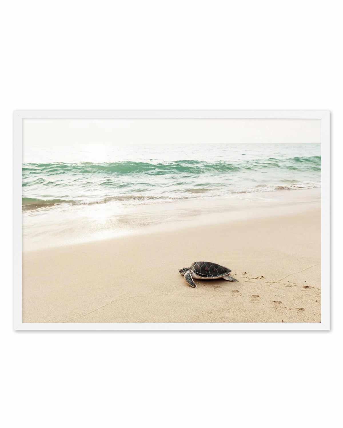 Little Turtle III Art Print