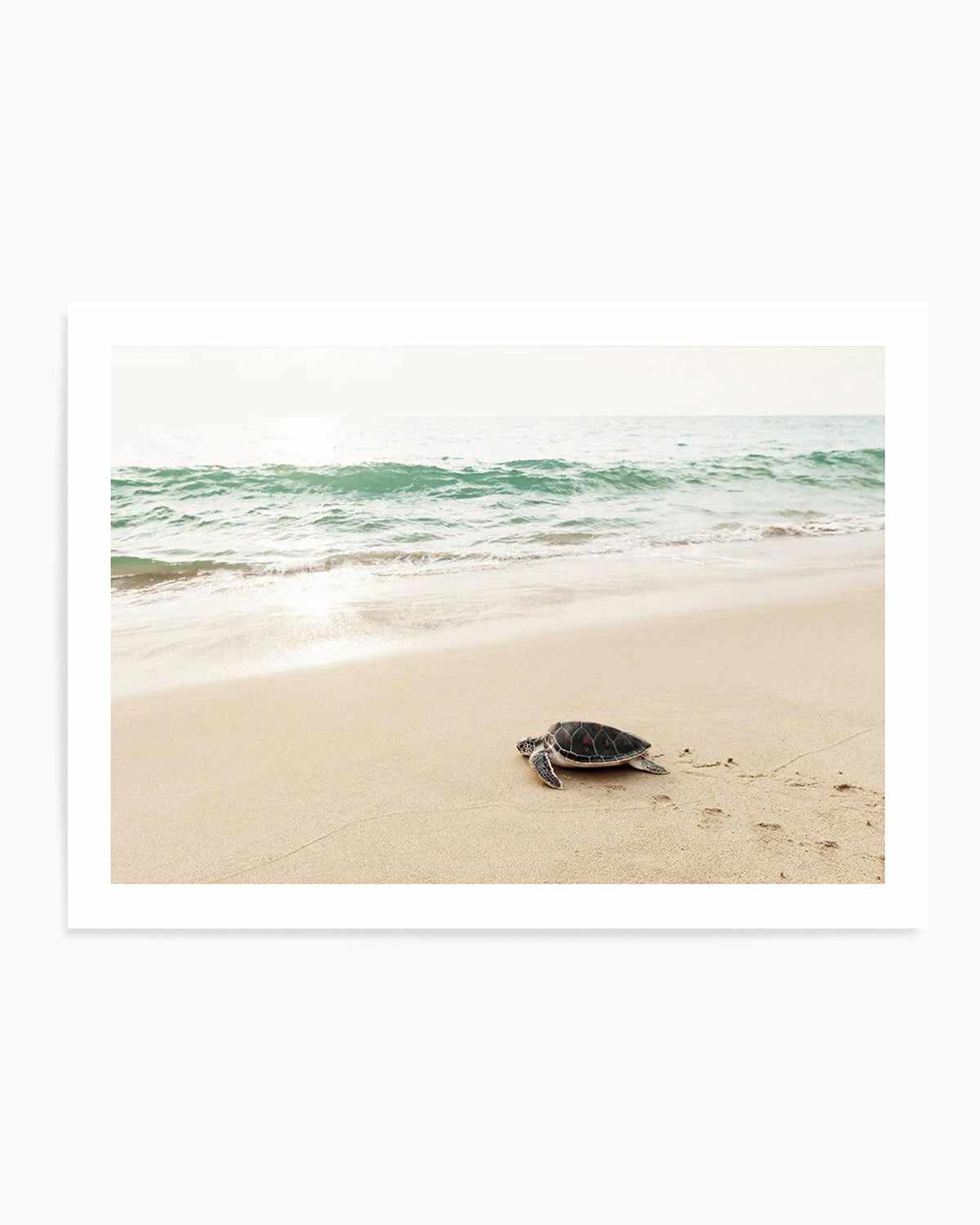 Little Turtle III Art Print