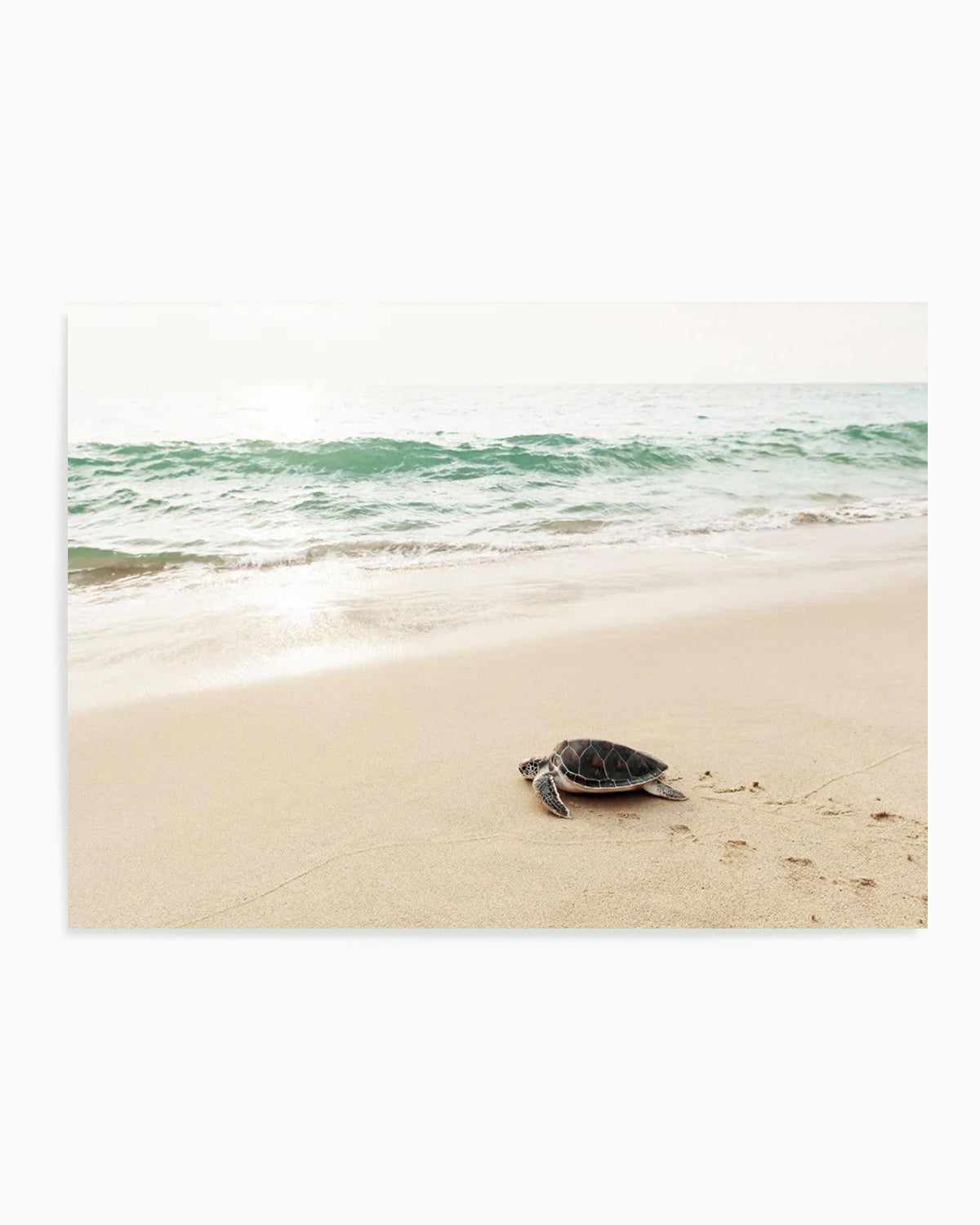 Little Turtle III Art Print