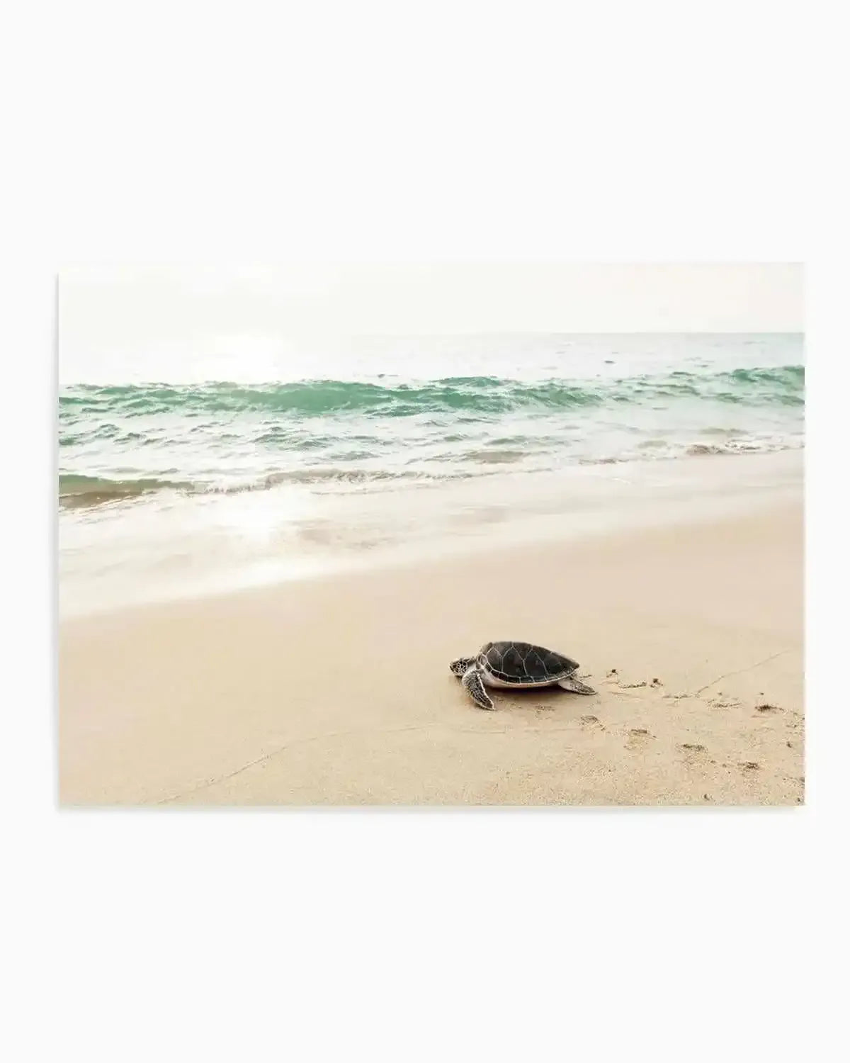 Little Turtle III Art Print from Olive et Oriel where you can shop wallpaper and artworks online