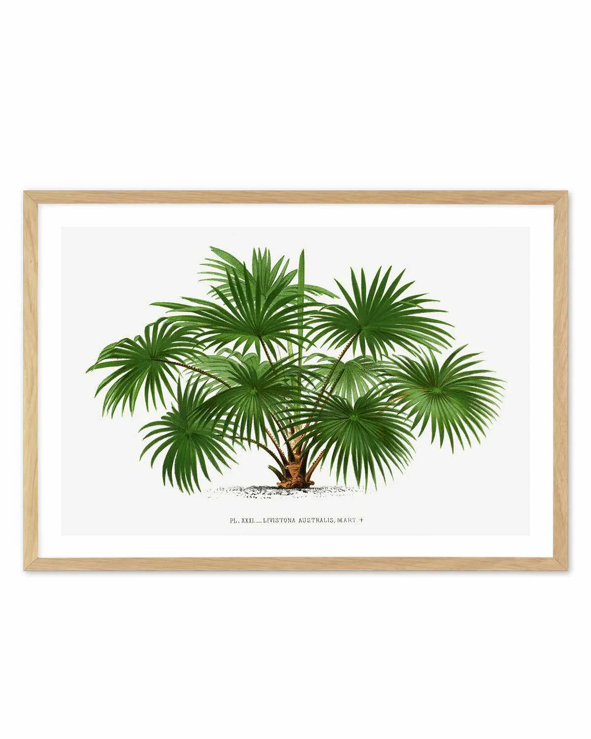 Livistona Australis Vintage Palm Poster Art Print from Olive et Oriel where you can shop wallpaper and artworks online