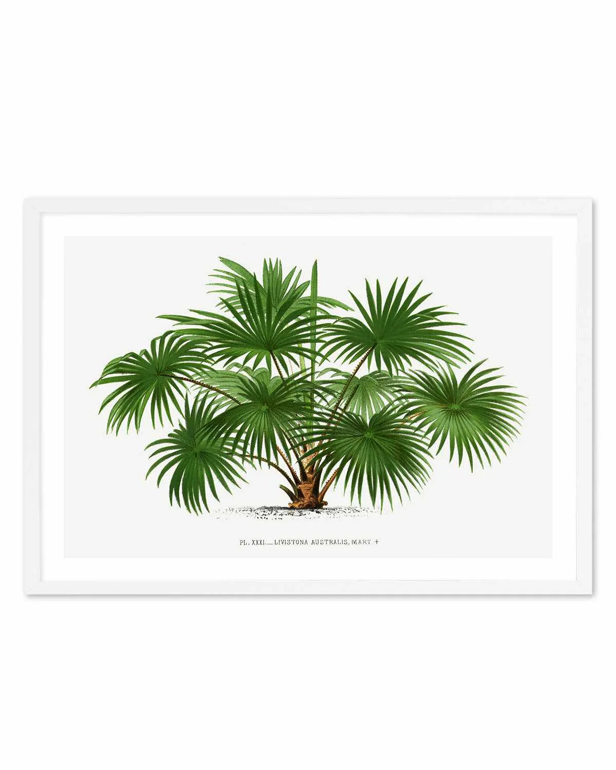 Livistona Australis Vintage Palm Poster Art Print from Olive et Oriel where you can shop wallpaper and artworks online
