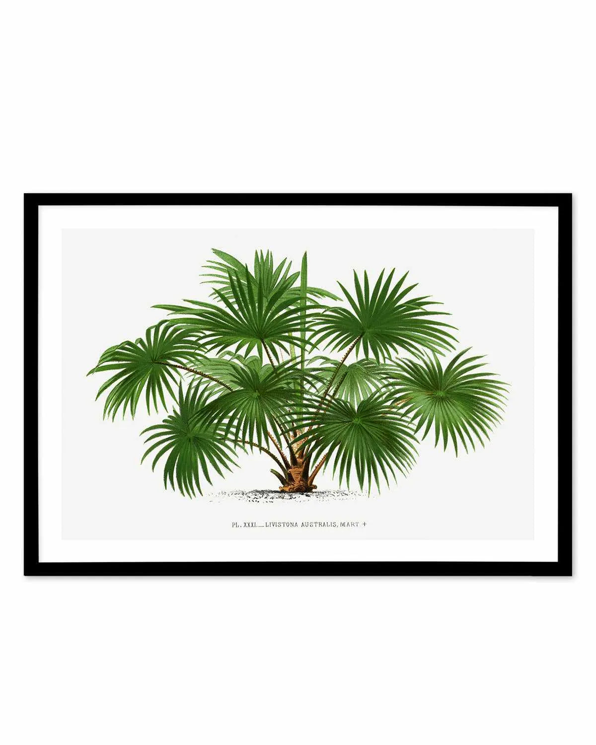 Livistona Australis Vintage Palm Poster Art Print from Olive et Oriel where you can shop wallpaper and artworks online