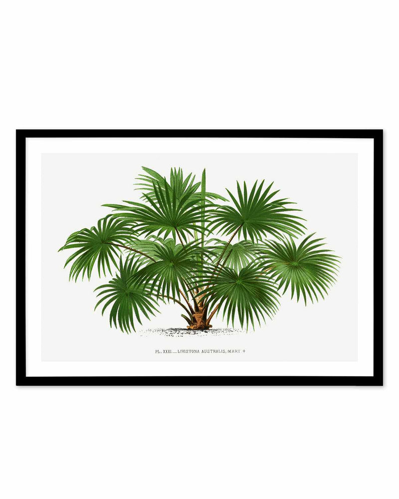 Livistona Australis Vintage Palm Poster Art Print
