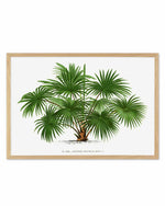 Livistona Australis Vintage Palm Poster Art Print