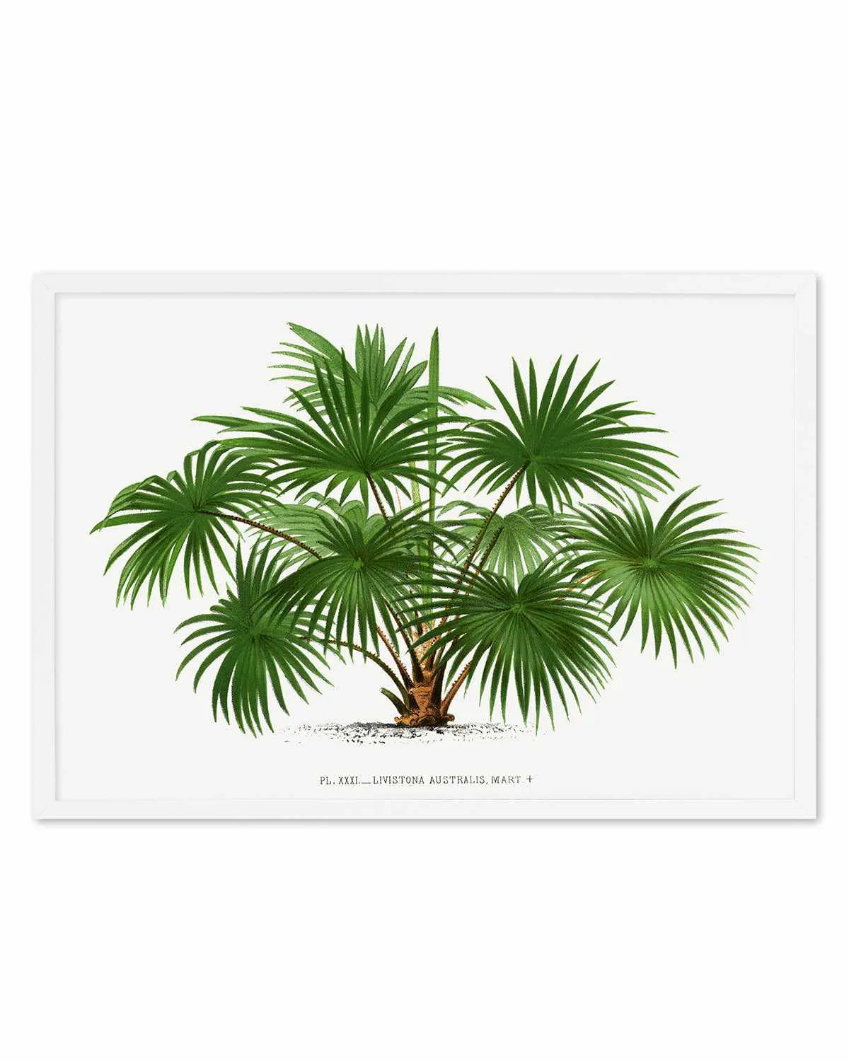 Livistona Australis Vintage Palm Poster Art Print from Olive et Oriel where you can shop wallpaper and artworks online