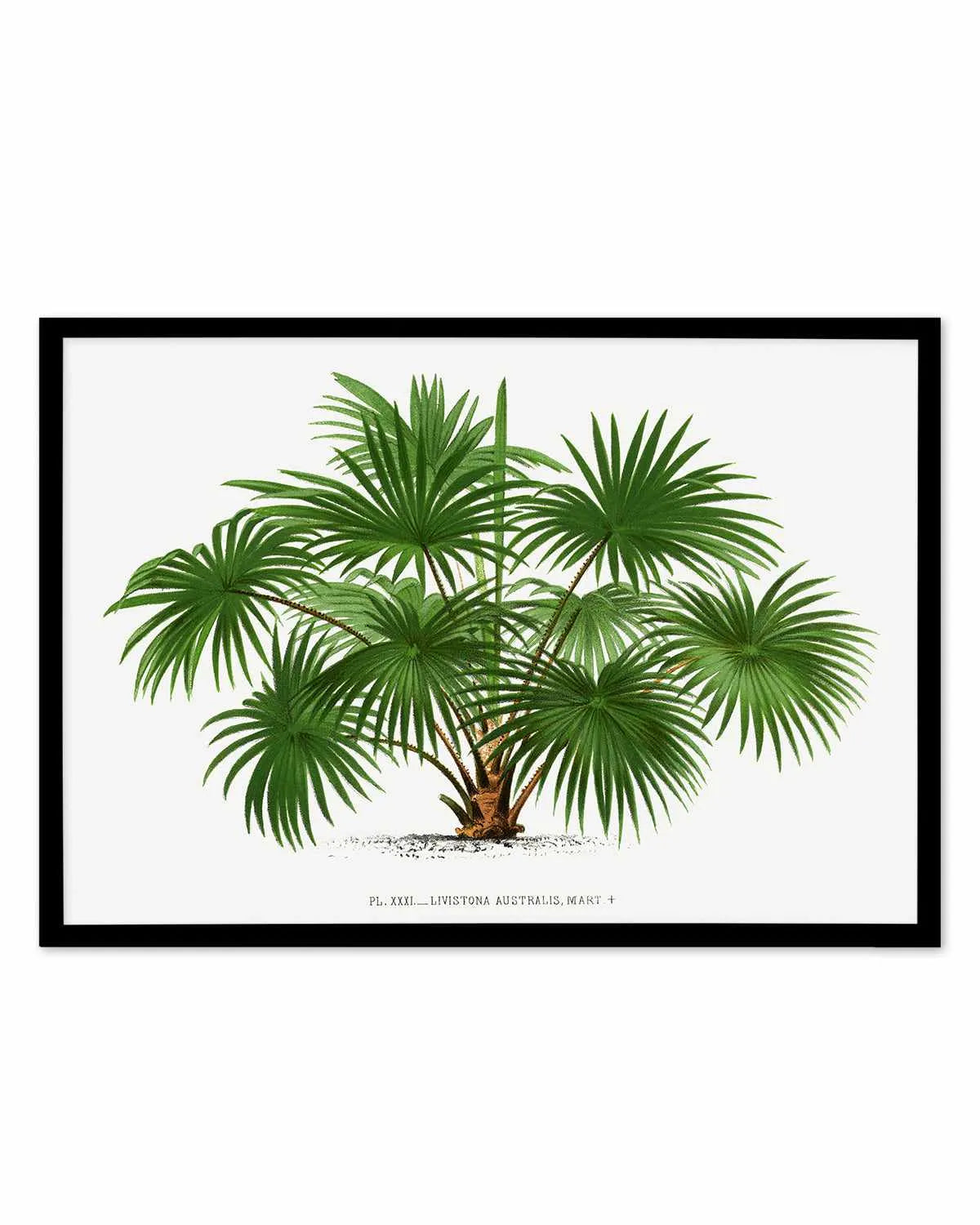 Livistona Australis Vintage Palm Poster Art Print from Olive et Oriel where you can shop wallpaper and artworks online