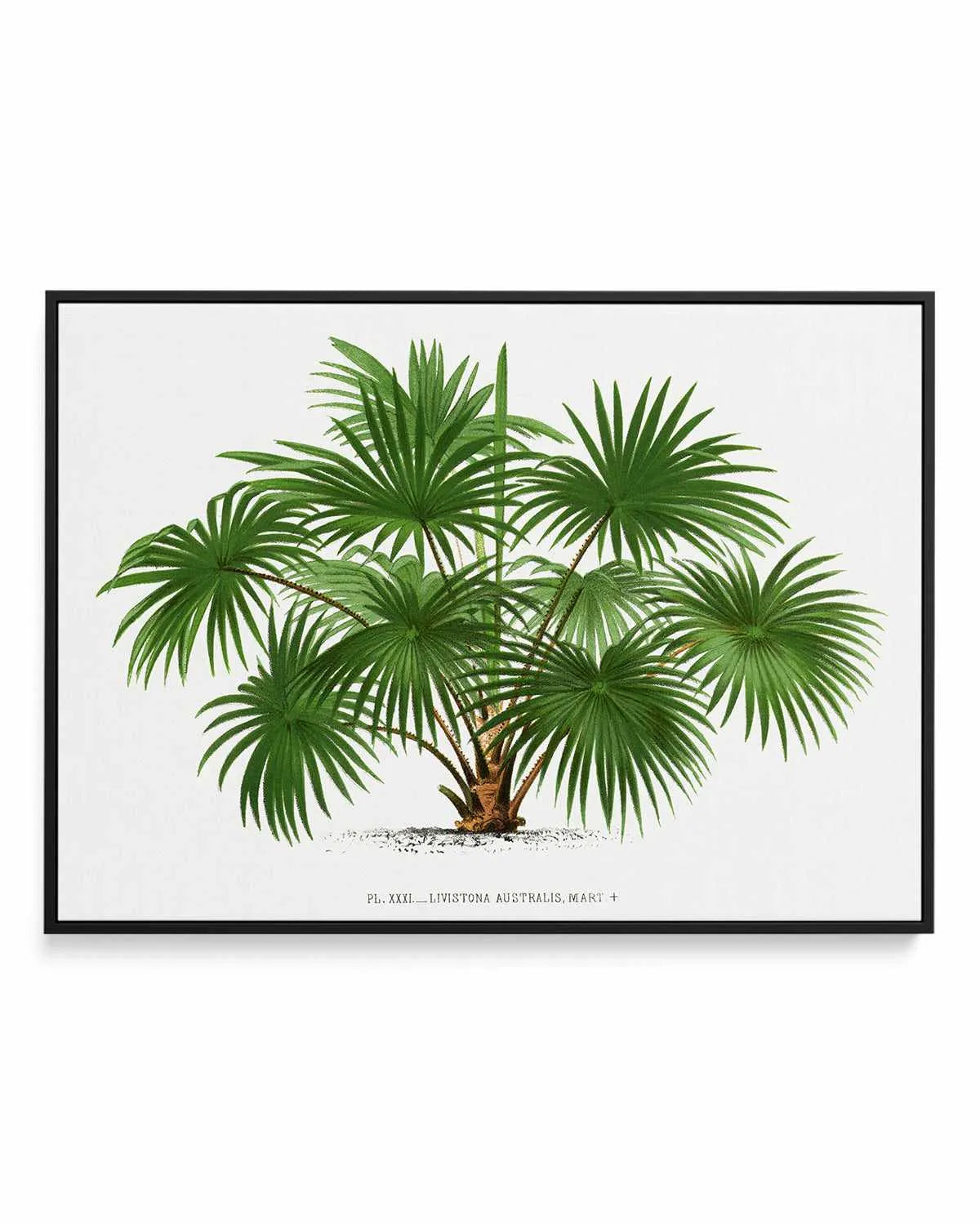 Livistona Australis Vintage Palm Poster | Framed Canvas Art Print from Olive et Oriel where you can shop wallpaper and artworks online