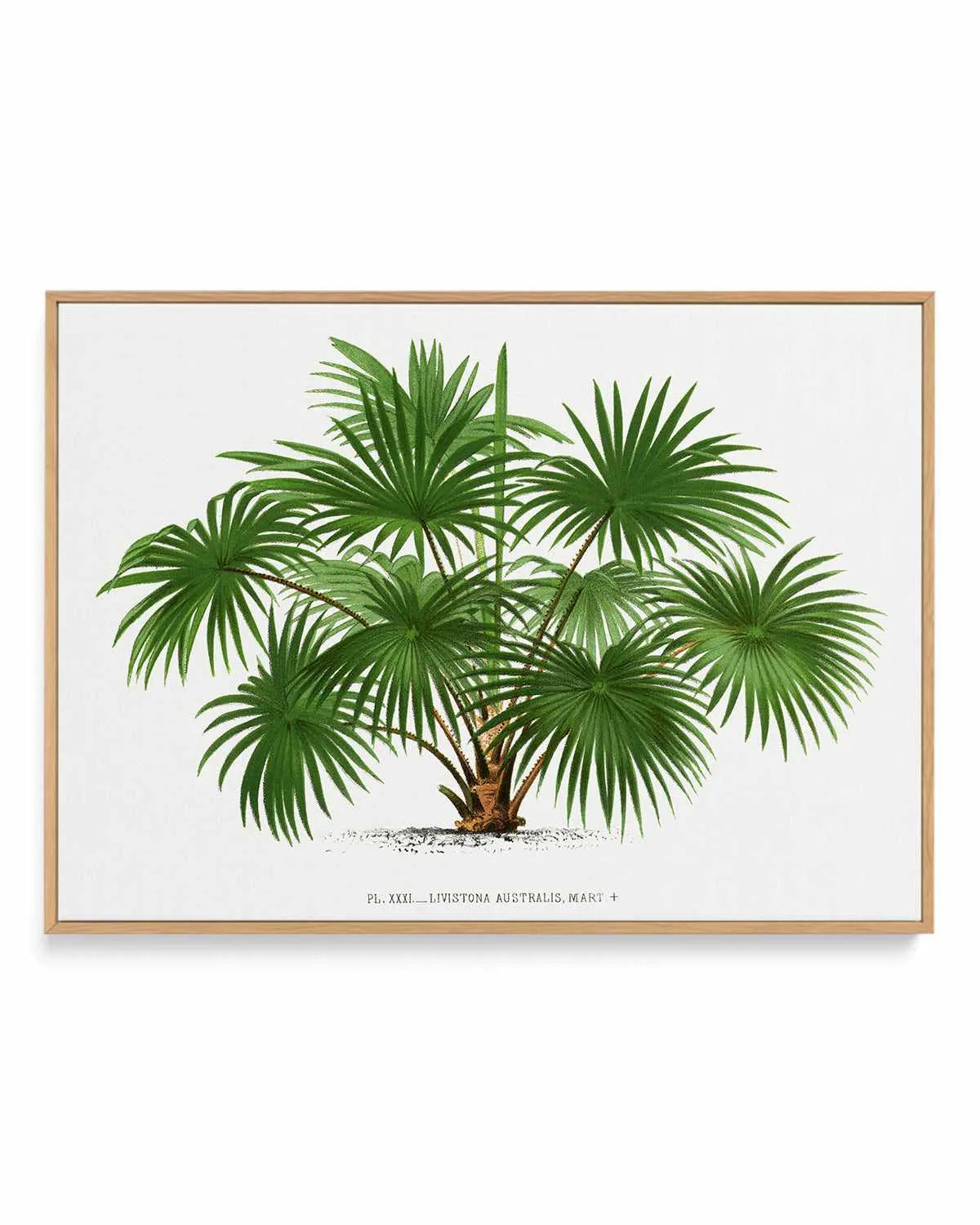 Livistona Australis Vintage Palm Poster | Framed Canvas Art Print from Olive et Oriel where you can shop wallpaper and artworks online