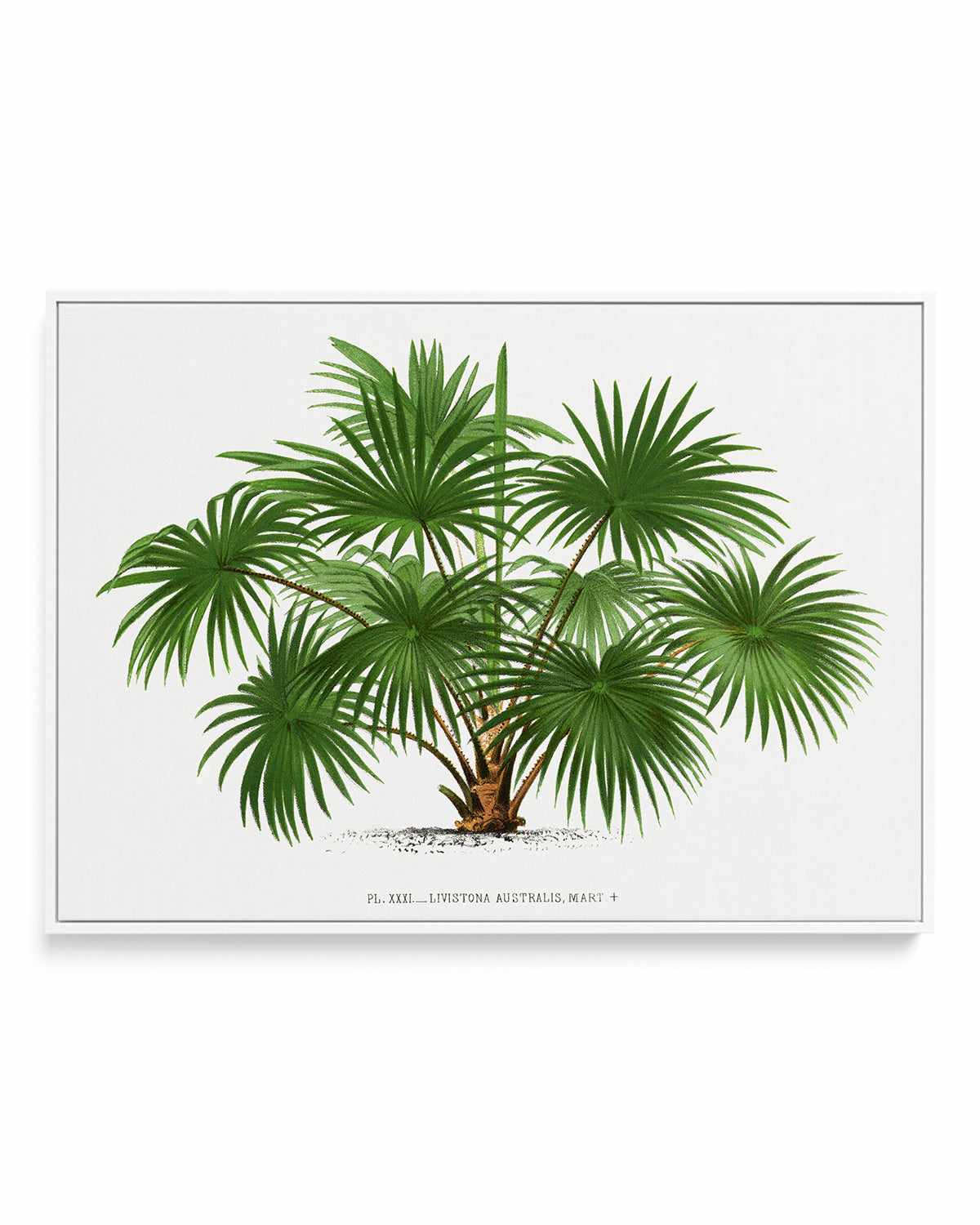 Livistona Australis Vintage Palm Poster | Framed Canvas Art Print