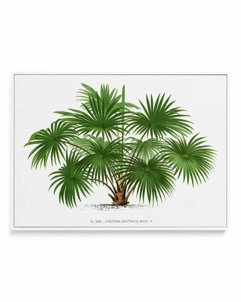 Livistona Australis Vintage Palm Poster | Framed Canvas Art Print from Olive et Oriel where you can shop wallpaper and artworks online