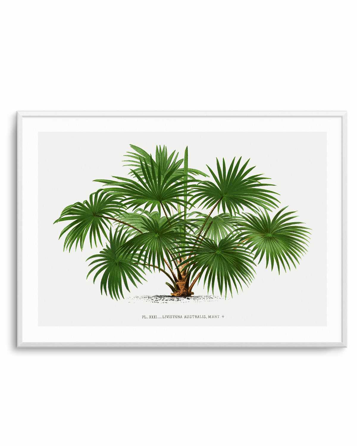 Livistona Australis Vintage Palm Poster Art Print