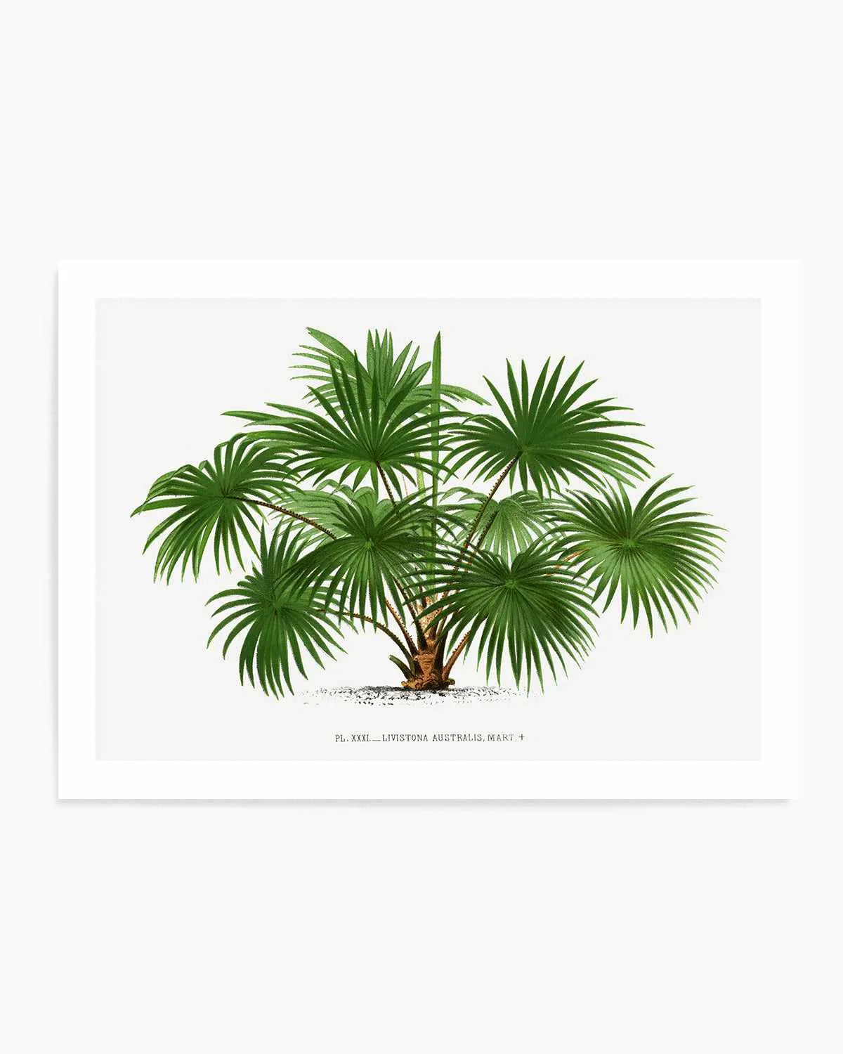 Livistona Australis Vintage Palm Poster Art Print from Olive et Oriel where you can shop wallpaper and artworks online