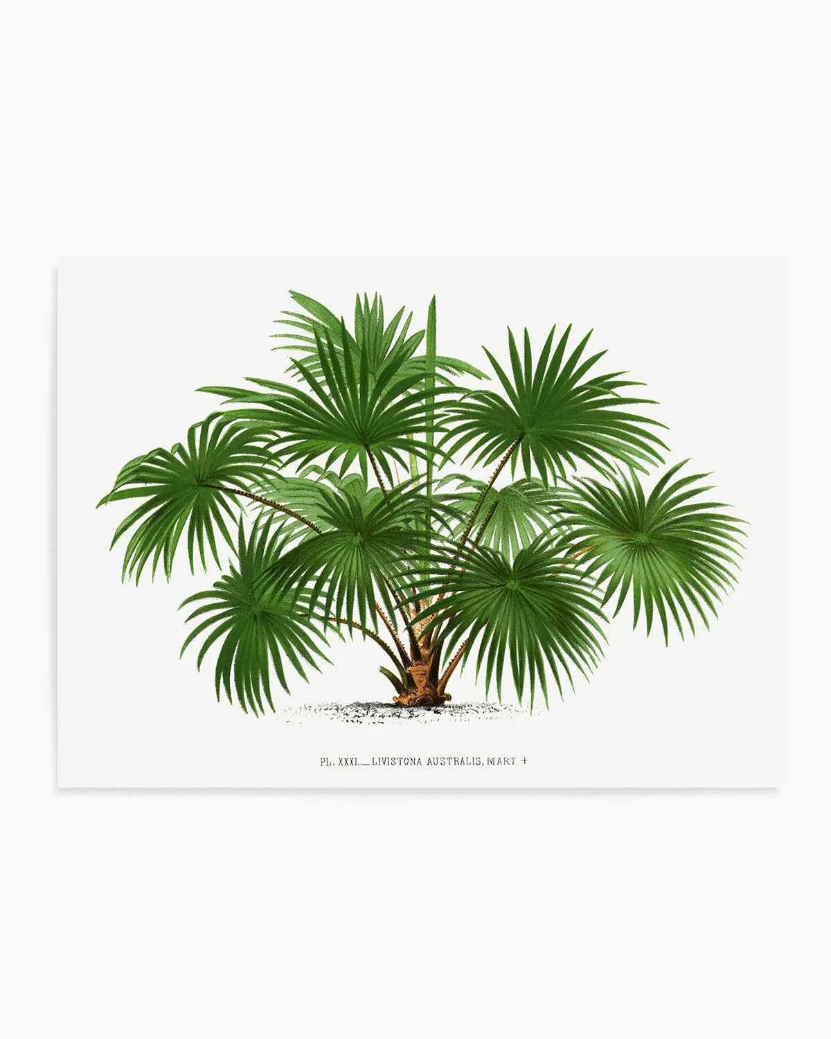 Livistona Australis Vintage Palm Poster Art Print from Olive et Oriel where you can shop wallpaper and artworks online