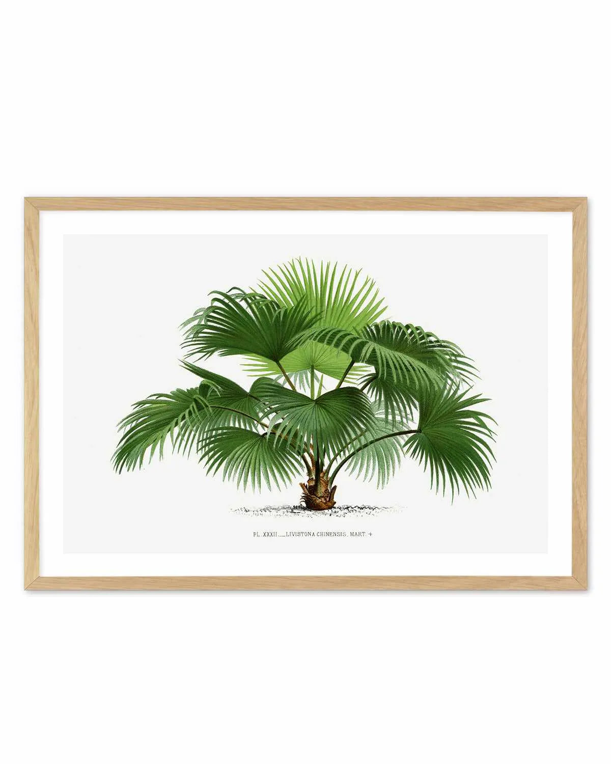 Livistona Chinensis Vintage Palm Poster Art Print from Olive et Oriel where you can shop wallpaper and artworks online