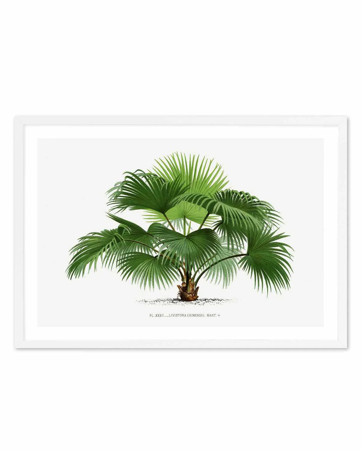 Livistona Chinensis Vintage Palm Poster Art Print from Olive et Oriel where you can shop wallpaper and artworks online