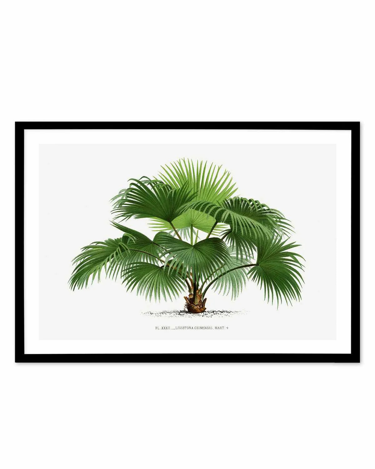 Livistona Chinensis Vintage Palm Poster Art Print from Olive et Oriel where you can shop wallpaper and artworks online