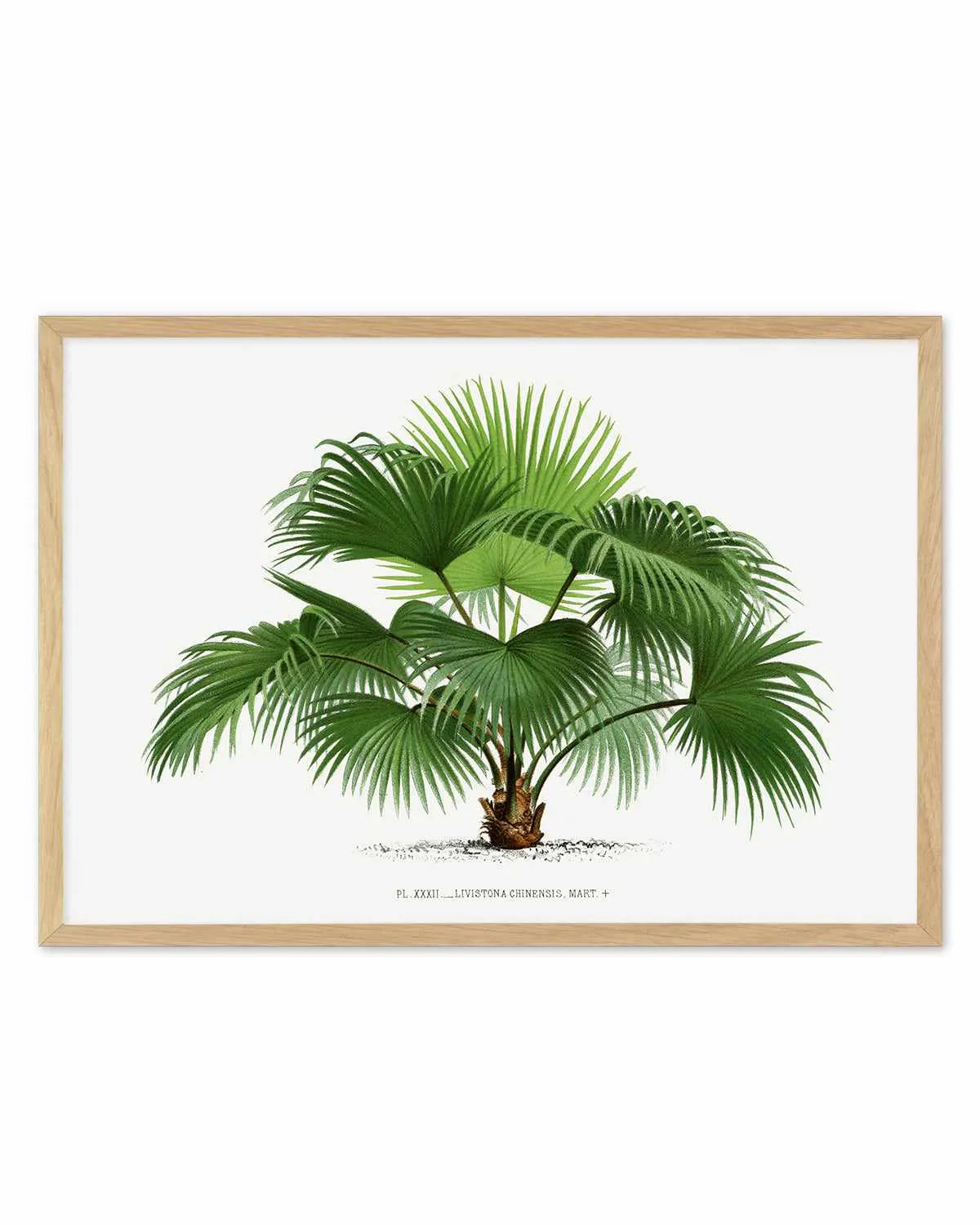Livistona Chinensis Vintage Palm Poster Art Print from Olive et Oriel where you can shop wallpaper and artworks online