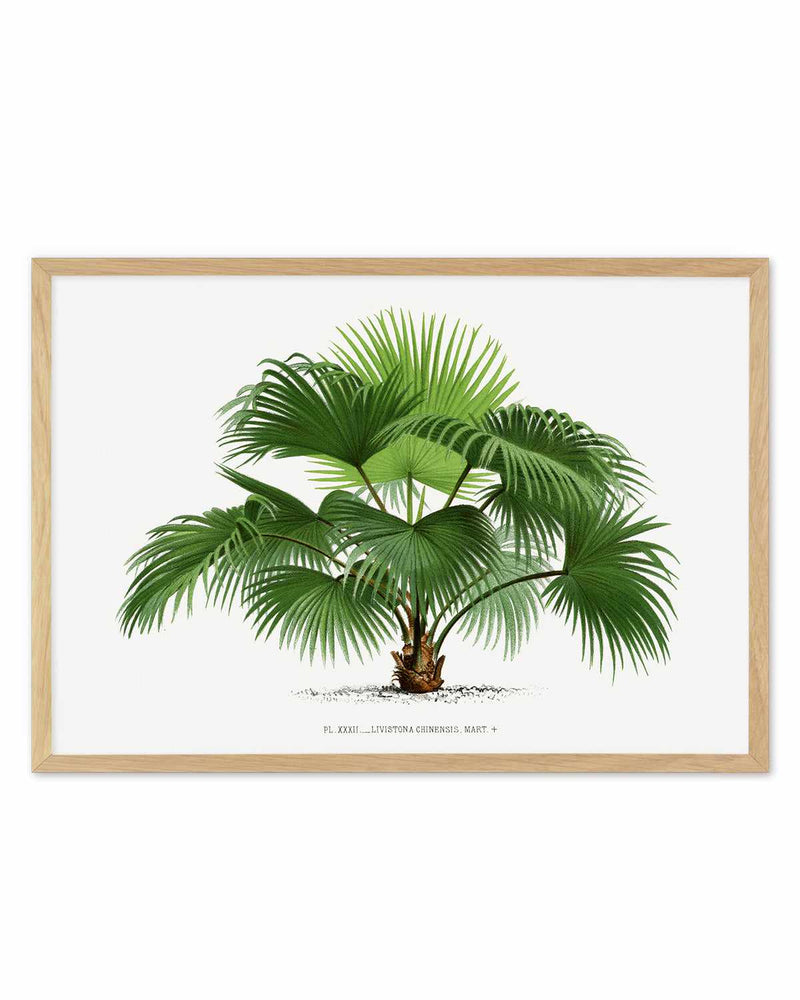 Livistona Chinensis Vintage Palm Poster Art Print