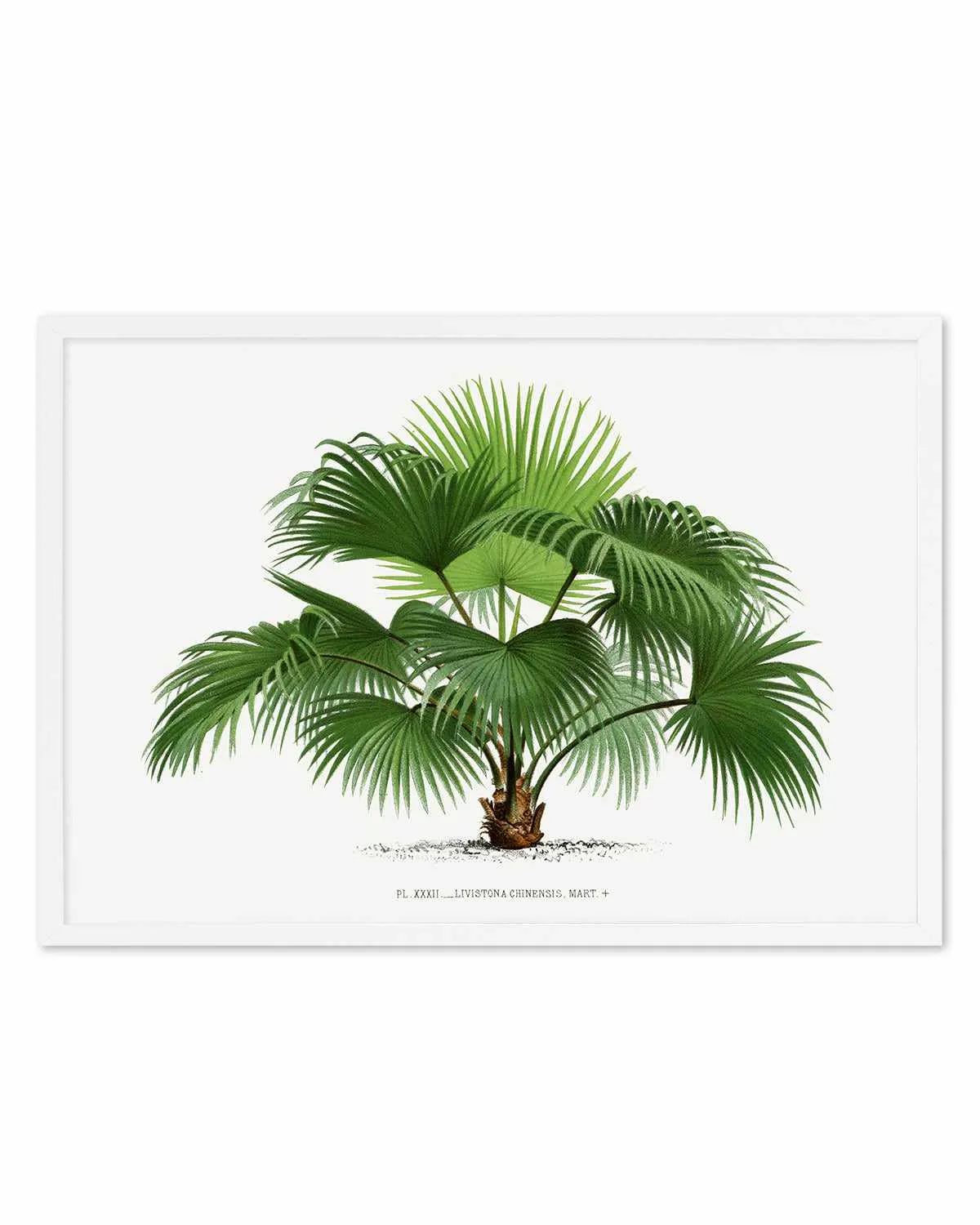 Livistona Chinensis Vintage Palm Poster Art Print from Olive et Oriel where you can shop wallpaper and artworks online