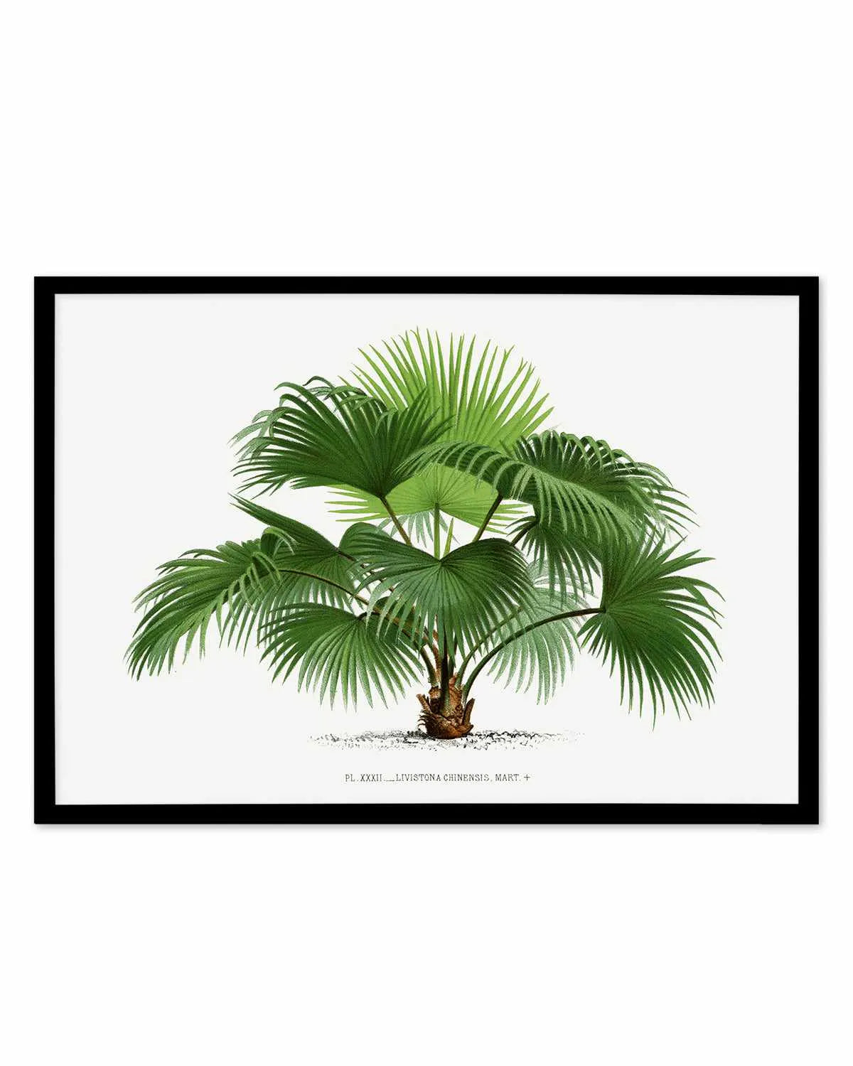 Livistona Chinensis Vintage Palm Poster Art Print from Olive et Oriel where you can shop wallpaper and artworks online