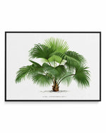Livistona Chinensis Vintage Palm Poster | Framed Canvas Art Print