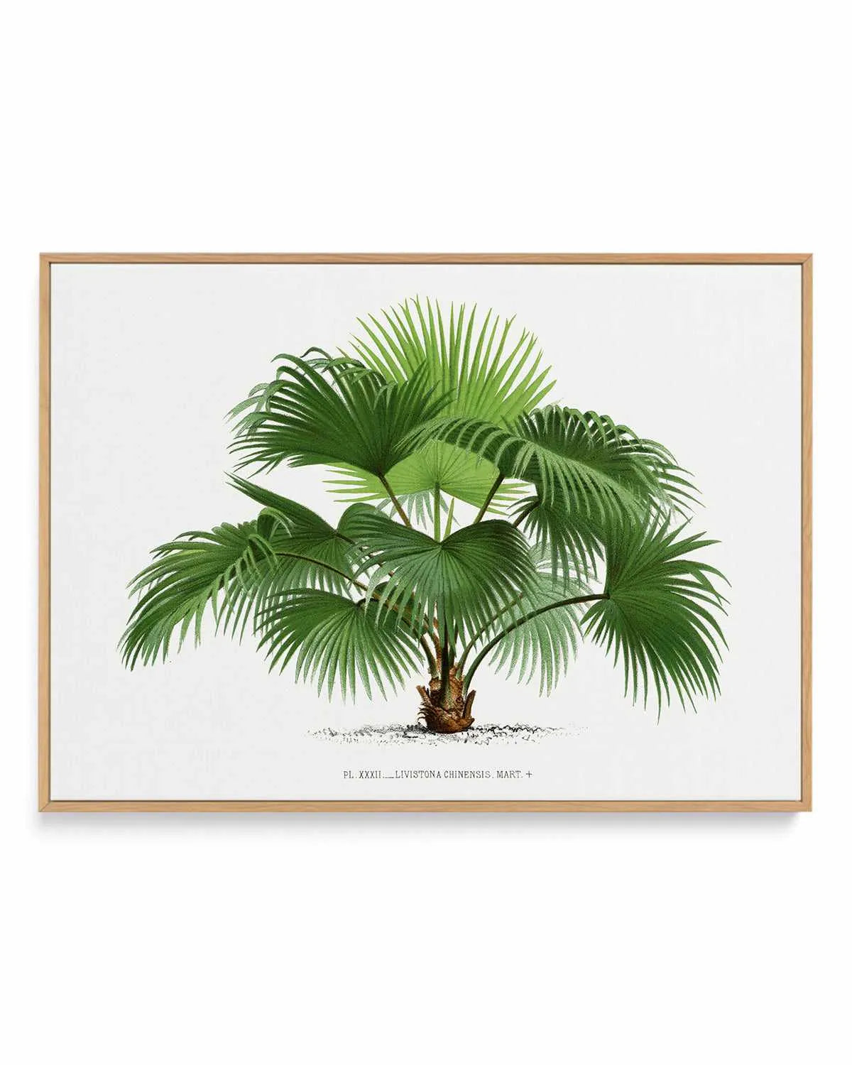 Livistona Chinensis Vintage Palm Poster | Framed Canvas Art Print from Olive et Oriel where you can shop wallpaper and artworks online