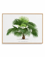 Livistona Chinensis Vintage Palm Poster | Framed Canvas Art Print