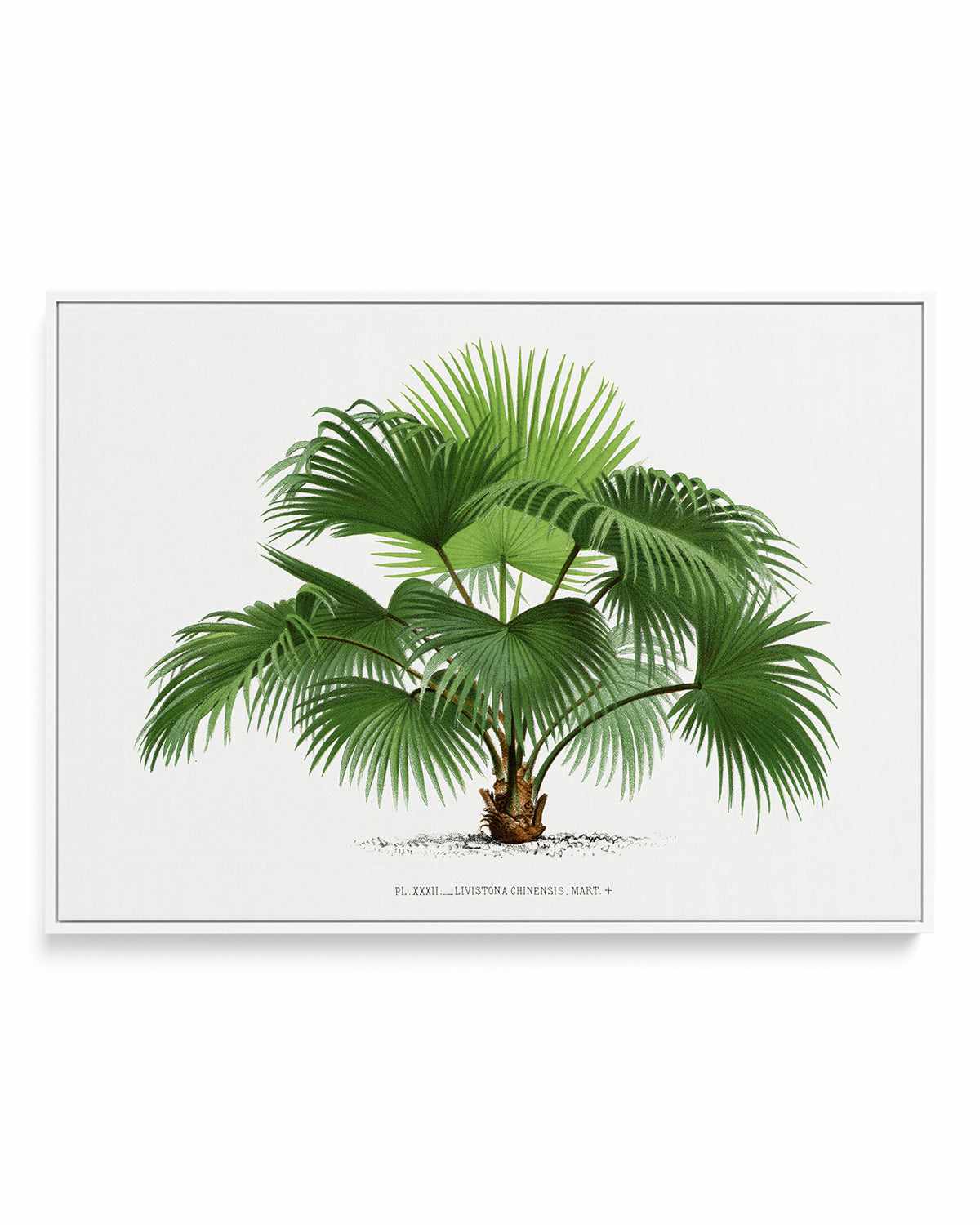 Livistona Chinensis Vintage Palm Poster | Framed Canvas Art Print