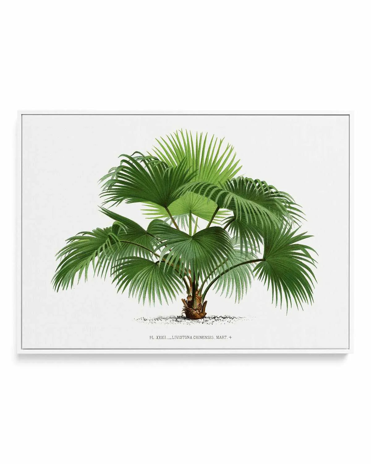 Livistona Chinensis Vintage Palm Poster | Framed Canvas Art Print from Olive et Oriel where you can shop wallpaper and artworks online