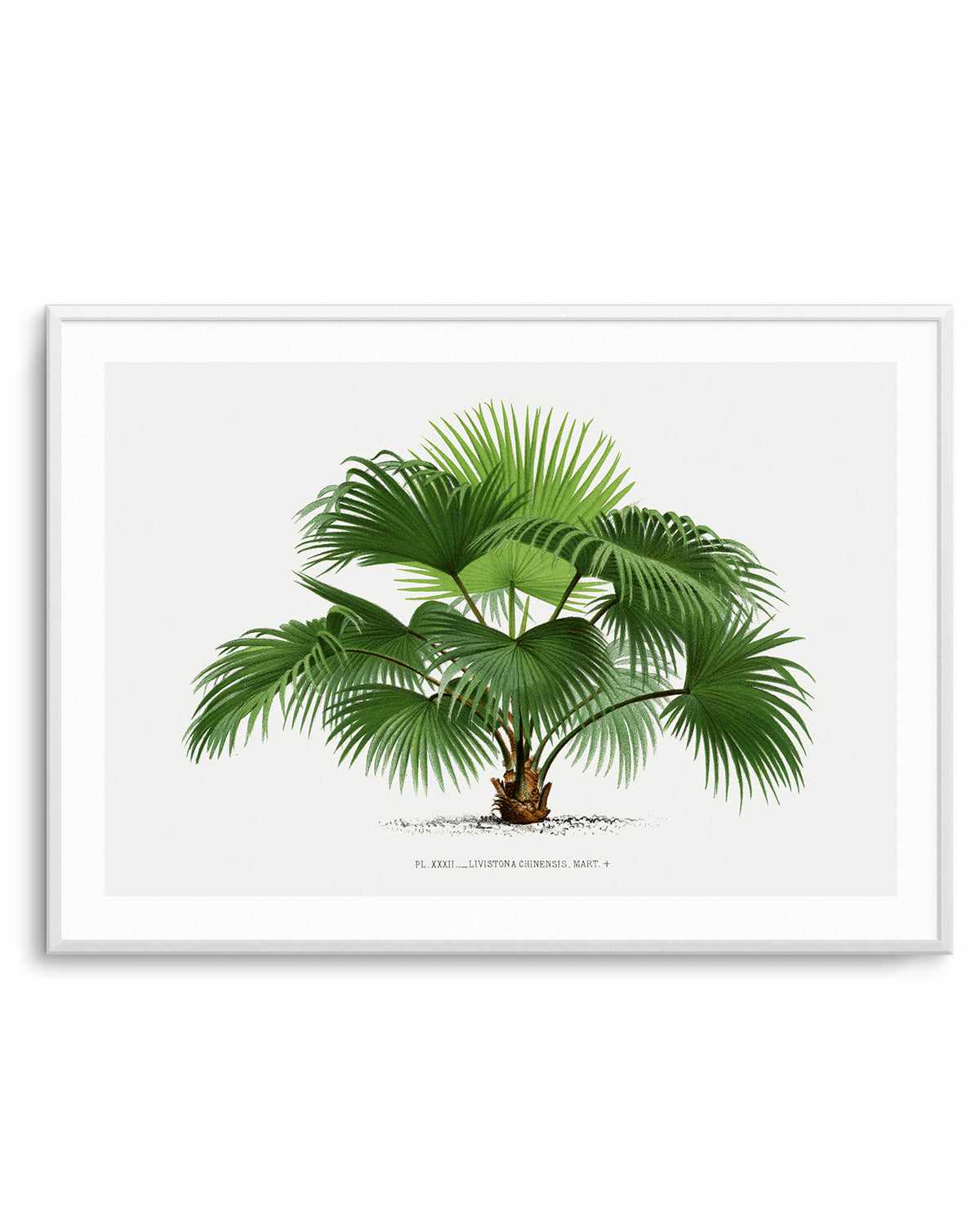 Livistona Chinensis Vintage Palm Poster Art Print