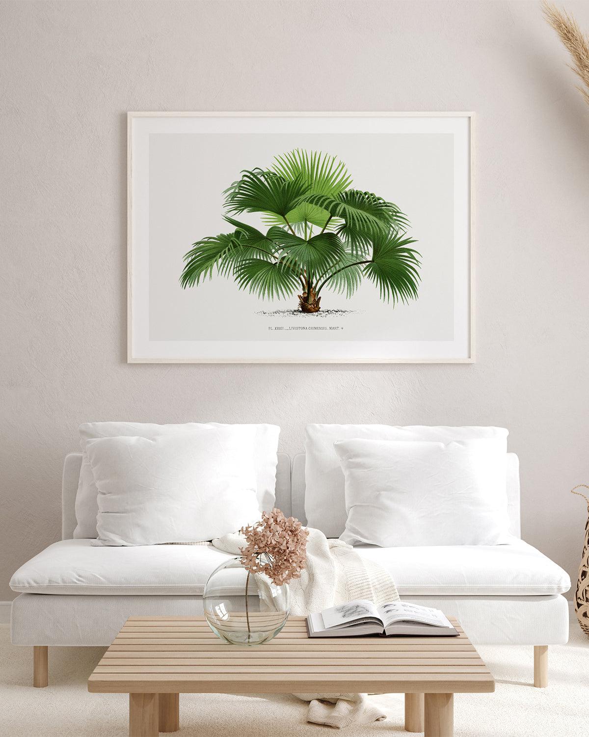 Livistona Chinensis Vintage Palm Poster Art Print