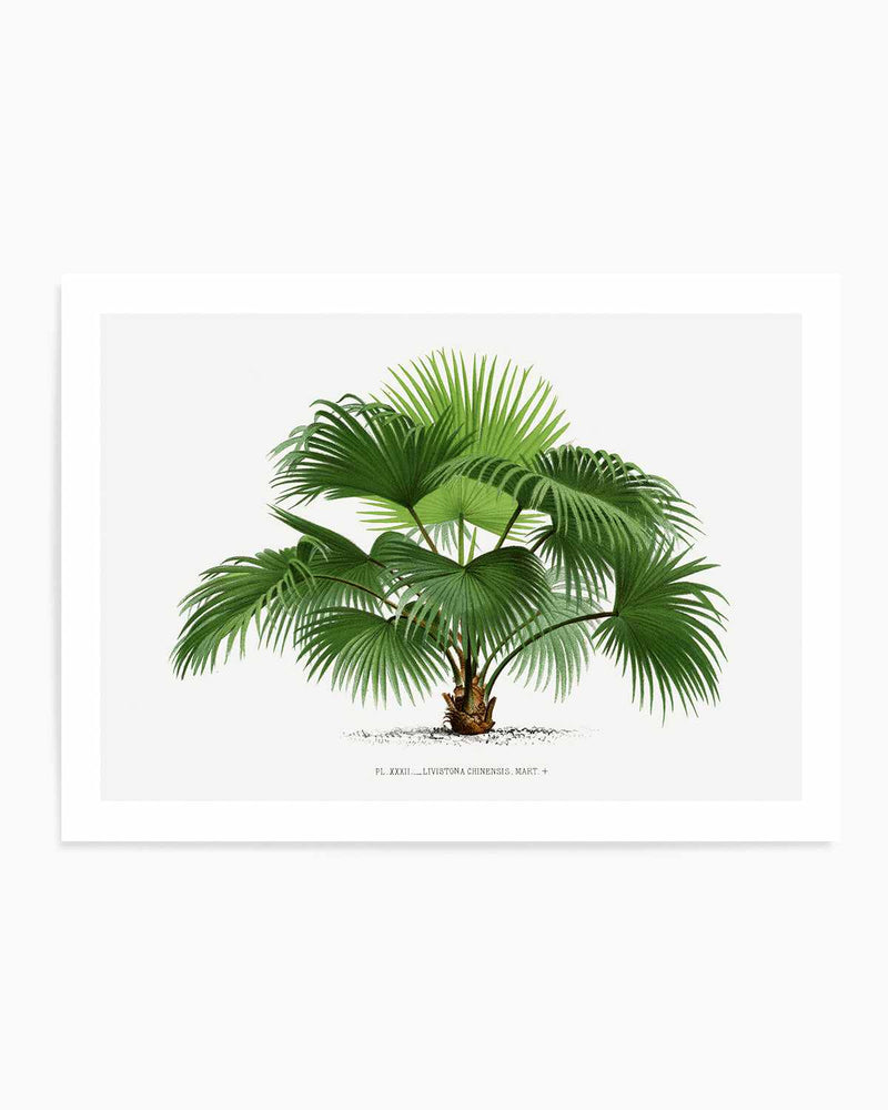 Livistona Chinensis Vintage Palm Poster Art Print