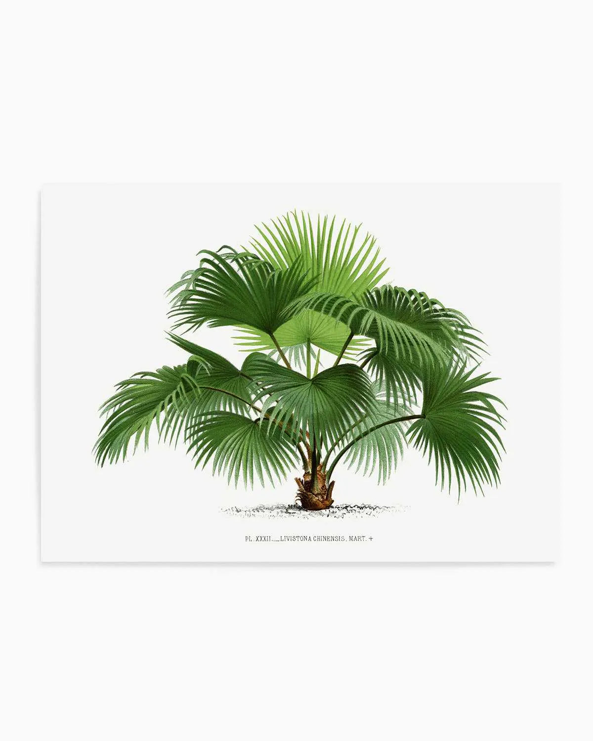 Livistona Chinensis Vintage Palm Poster Art Print from Olive et Oriel where you can shop wallpaper and artworks online