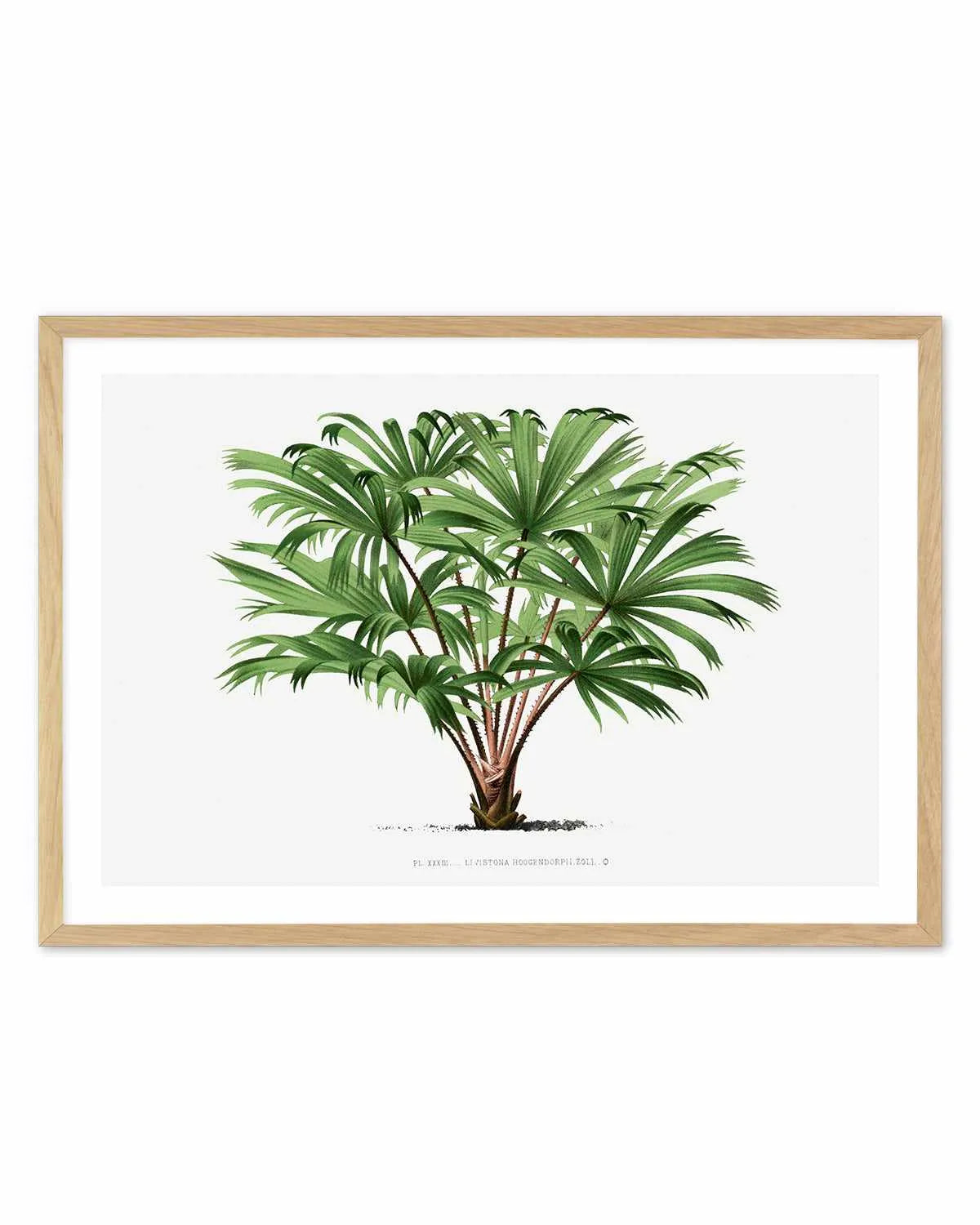 Livistona Hoogendorpii Vintage Palm Poster Art Print from Olive et Oriel where you can shop wallpaper and artworks online