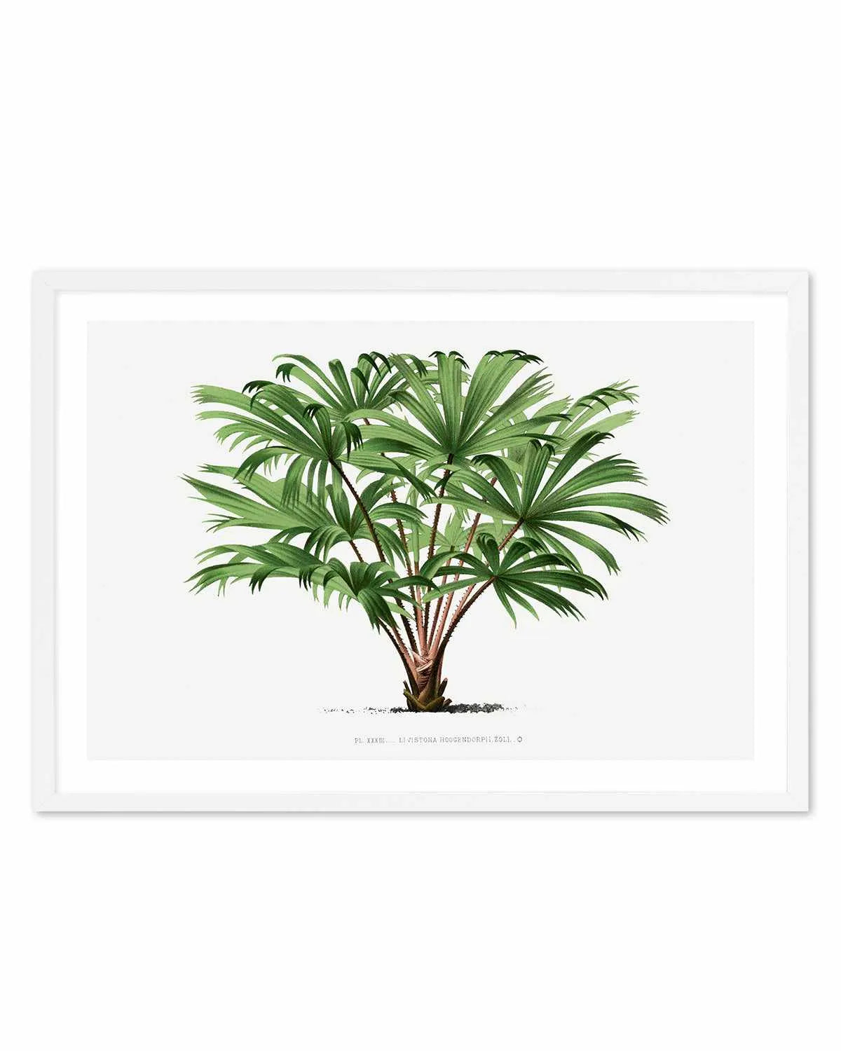 Livistona Hoogendorpii Vintage Palm Poster Art Print from Olive et Oriel where you can shop wallpaper and artworks online